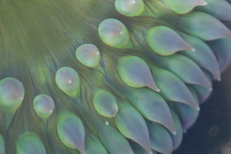 Same image as above, 100% crop